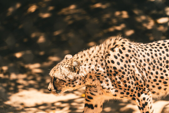 Cheetah Stalking