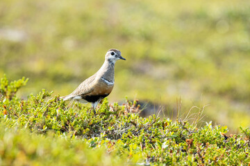 Alert Eurasian dotterel standing in the middle of low vegetation on a hillside during a bright summer day in Finnish Lapland
