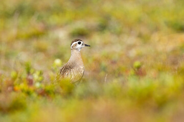 Alert Eurasian dotterel standing in the middle of low vegetation on a hillside during a bright summer day in Finnish Lapland
