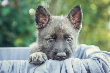 Portrait of a six weeks old german shepherd puppy dog playing in a garden in late summer outdoors © Annabell Gsödl