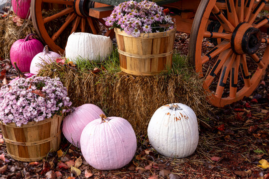 Fall Display of Pink Pumpkins and Flowers