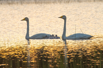Whooper swan family swimming on a small lake during  a beautiful sunset near Kuusamo, Northern Finland