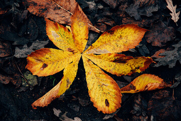 autumn leaves on the ground