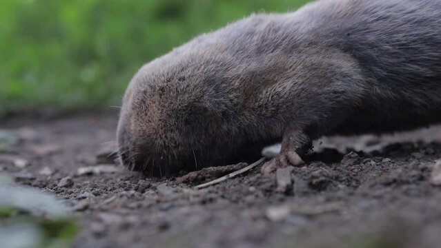 Spalax microphthalmus, blind mole on the grass , rodents pests