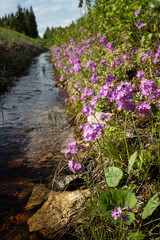 A large group of bright pink Bird's-eye primroses blooming on the bank of a ditch during a late spring day in Estonia
