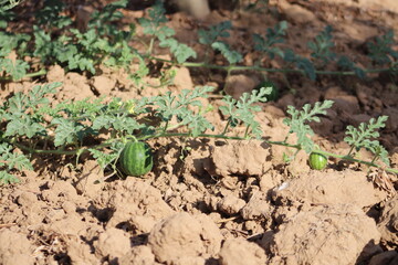 Watermelon fruit and plant in soil. Small watermelon fruit growth on ground.