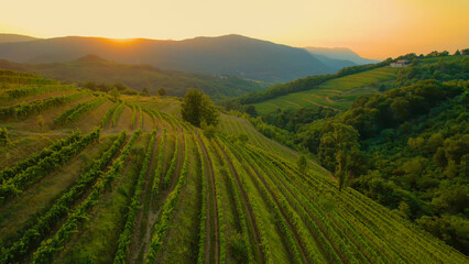 Stunning view of wine country with terraced vineyards bathing in golden light - obrazy, fototapety, plakaty