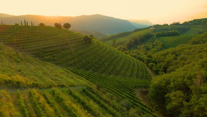 Breath-taking scenery of hilly countryside with hillsides full of grapevines - obrazy, fototapety, plakaty