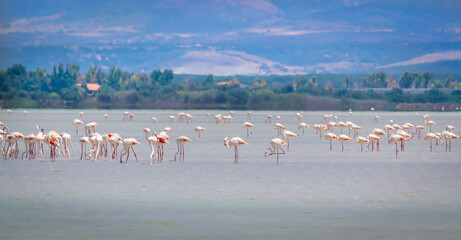 Flock of flamingos in Sardinia
