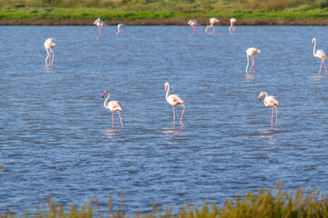 Flamingos in a pond in Sardinia