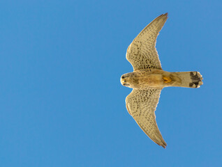 Naumanni hawk flying under a blue sky