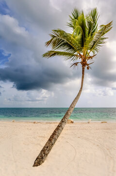 Palm Tree on the Beach