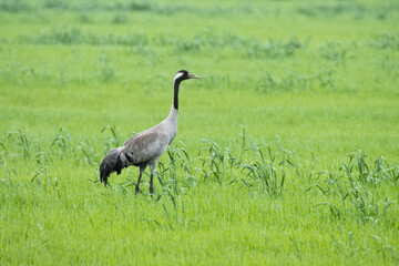 Obraz na płótnie Canvas An adult Common crane, Grus grus standing on a summery crop field in Estonia, Northern Europe