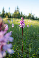Heath-spotted orchid, Dactylorhiza maculata flowering on a summer evening in bog in Riisitunturi National Park
