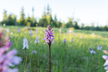 Heath-spotted orchid, Dactylorhiza maculata flowering on a summer evening in bog in Riisitunturi National Park