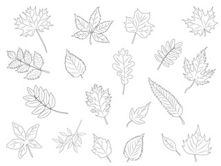 a set of hand-drawn line art leaves. Vector illustration. Elements of autumn design