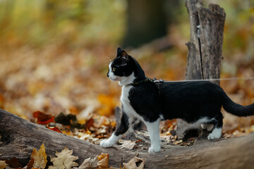 Naklejka na ściany i meble Black and white cat on a leash walks in the autumn park.