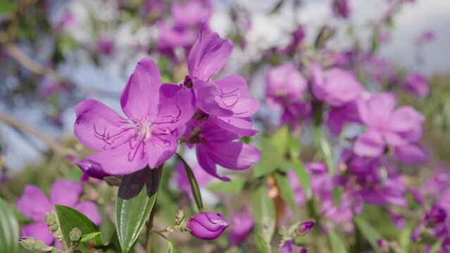 Violet flower swaying in the wind - Melastomataceae