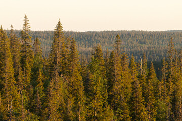Tall Spruce trees growing on a hillside in Riisitunturi National Park. Shot on a summer evening in Northern Finland