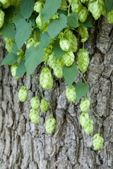 Hops ordinary. Green ripe hop cones. Green ripe hop cones.