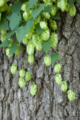 Hops ordinary. Green ripe hop cones. Green ripe hop cones.