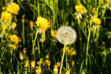White and fluffy, round balls of Dandelion seeds on a late spring evening in Estonia, Northern...