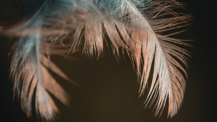 feather on a brown background