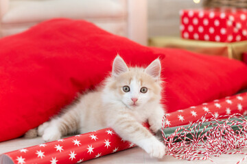 cute ginger fluffy kitten cat playing with christmas red decorations © Наталия Бражник