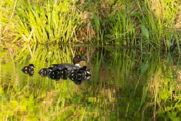 Female Common goldeneye duck swimming with small chicks on a little lake during sunset in Estonia.