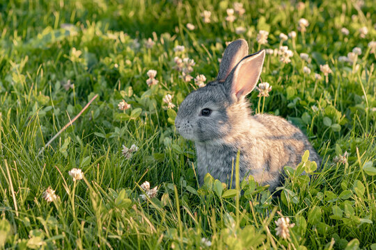cute gray animal funny bunny on a background of green grass and clovers in the afternoon in summer