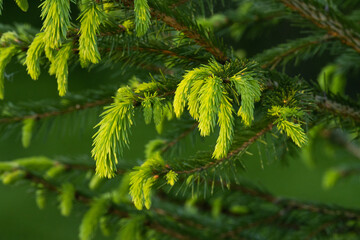 Fresh Norway Spruce tips on a late spring evening in Estonian boreal forest
