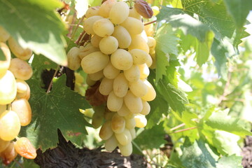 Fototapeta premium Ripe yellow grape in wineyard.