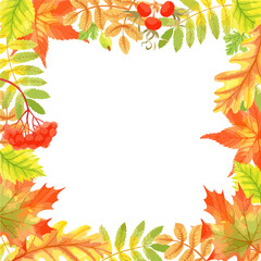 Vector watercolor illustration of square frame with fall leaves and berries. 