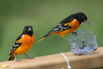 Two Baltimore Orioles fighting over food on feeder in summer