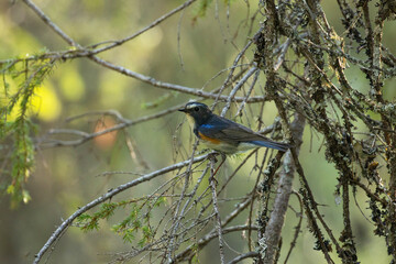 Close-up of colorful male Red-flanked bluetail, Tarsiger cyanurus perched in a summery taiga forest in Närängänvaara near Kuusamo, Northern Finland	