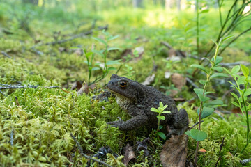 A large Common toad, Bufo bufo standing in a woodland environment in Närängänvaara protected forest near Kuusamo, Northern Finland