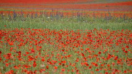 fields with red poppies at Castelluccio di Norcia, Italy