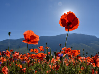 close-up of red poppies at Castelluccio di Norcia, Italy