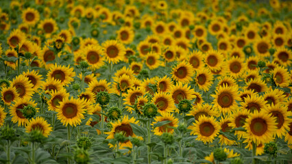 field of common sunflower (Helianthus annuus) in Italy