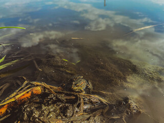 frog on the river