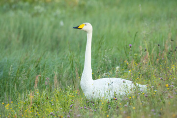 A large white bird Whooper swan standing in the middle of lush grass near Kuusamo, Northern Finland