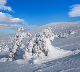 Fototapeta na wymiar Snow covered fir trees on snowy mountain plateau, tops with snow cornices in far. Magnificent sunny day on picturesque beautiful alps ridge.