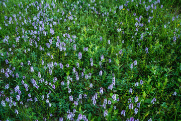 A field of flowering Heath-spotted orchids, Dactylorhiza maculata on a summer morning by a road in Northern Finland