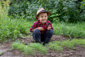 A little boy dressed as a farmer sits near a dill patch and loosens the soil. Organic farming concept