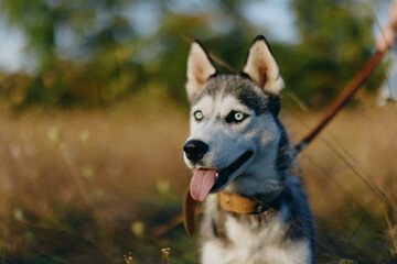 Husky dog ​​walks in nature on a leash in the park, sticking out his tongue from the heat