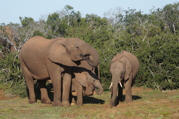 Familia de elefantes © Xisco