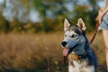 Husky dog ​​walks in nature on a leash in the park, sticking out his tongue from the heat