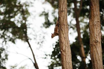 squirrel on a tree