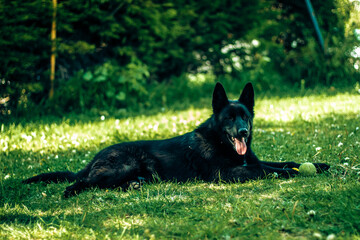 black german shepherd