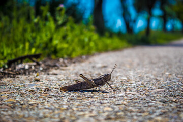 grasshopper on the ground